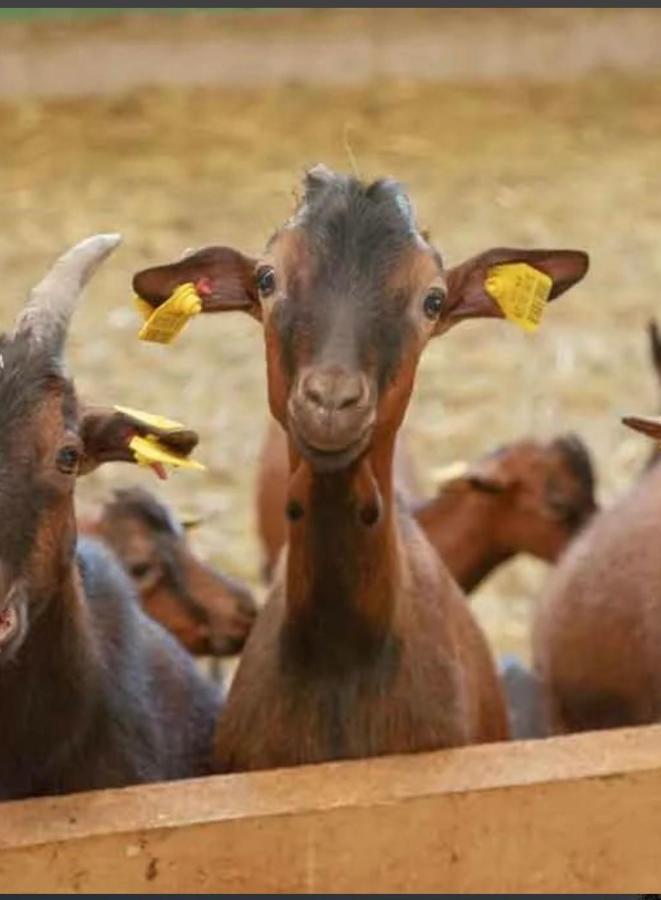 Etno Selo Montegoat Otel Nikšić Dış mekan fotoğraf